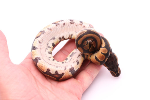 Africa import dinker ball python for sale