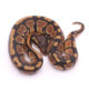 Africa import dinker ball python for sale