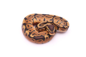 Africa import dinker ball python for sale