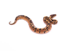 Africa import dinker ball python for sale