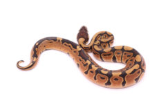 Africa import dinker ball python for sale
