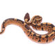 Africa import dinker ball python for sale