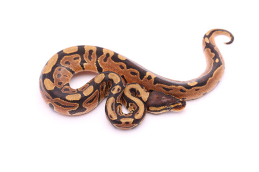 Africa import dinker ball python for sale