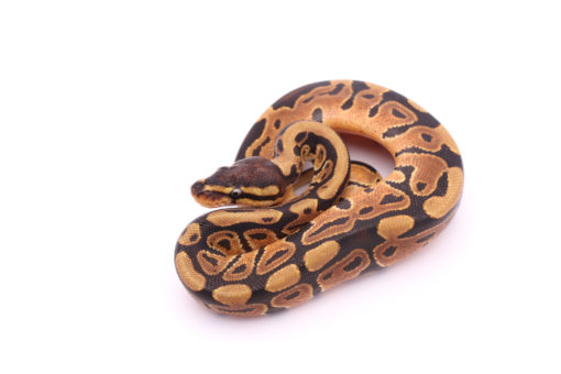 Africa import dinker ball python for sale