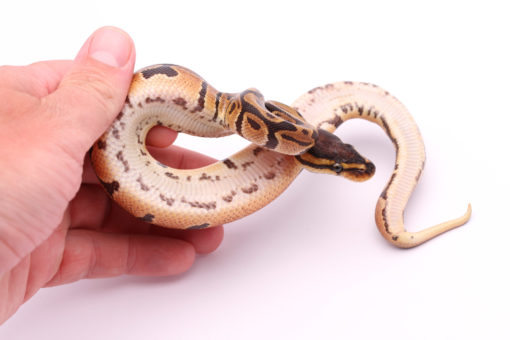 Africa import dinker ball python for sale