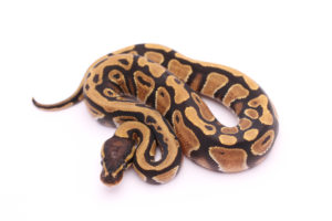 Africa import dinker ball python for sale