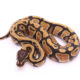 Africa import dinker ball python for sale
