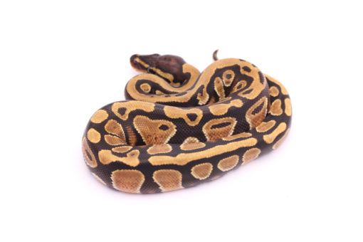 Africa import dinker ball python for sale