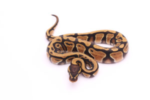 Africa import dinker ball python for sale
