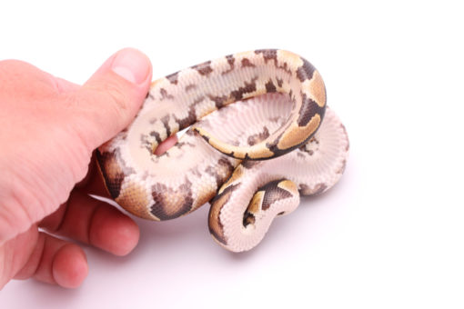 Africa import dinker ball python for sale