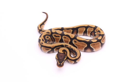 Africa import dinker ball python for sale