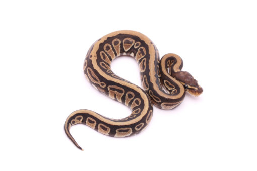 Africa import dinker ball python for sale