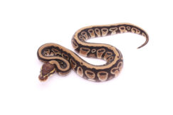 Africa import dinker ball python for sale