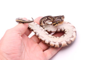 Africa import dinker ball python for sale