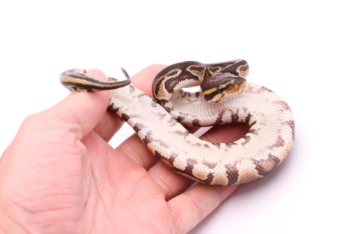Africa import dinker ball python for sale