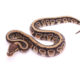Africa import dinker ball python for sale