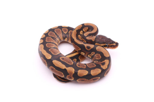 Africa import dinker ball python for sale