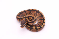 Africa import dinker ball python for sale