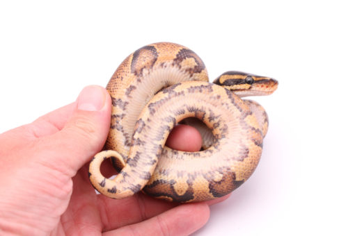 Africa import dinker ball python for sale