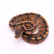 Africa import dinker ball python for sale