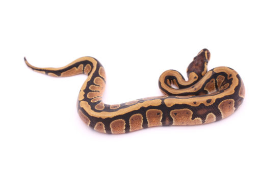 Africa import dinker ball python for sale