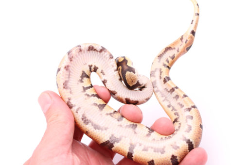 Africa import dinker ball python for sale