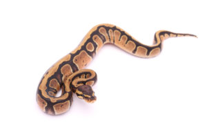 Africa import dinker ball python for sale