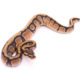 Africa import dinker ball python for sale