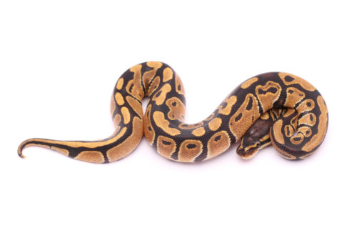 Africa import dinker ball python for sale