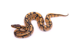 Africa import dinker ball python for sale