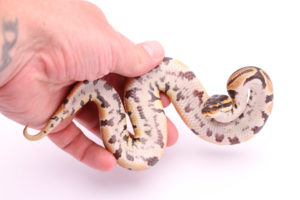 Africa import dinker ball python for sale