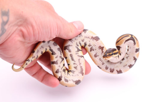 Africa import dinker ball python for sale