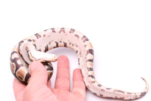 Africa import dinker ball python for sale
