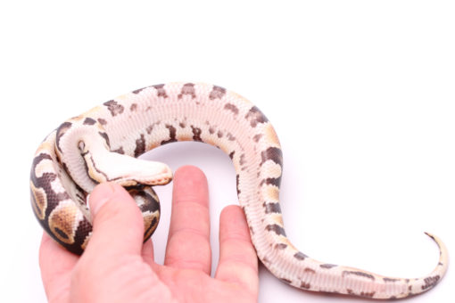 Africa import dinker ball python for sale