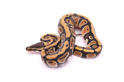 Africa import dinker ball python for sale