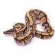 Africa import dinker ball python for sale