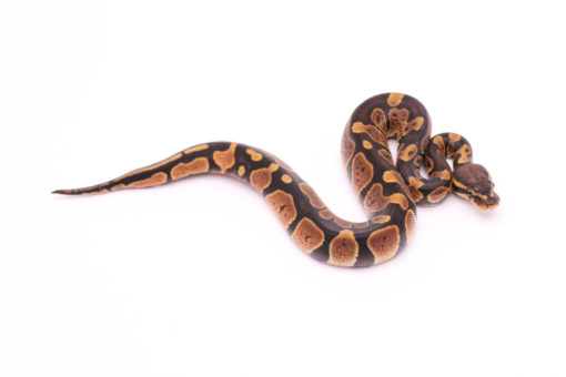 Africa import dinker ball python for sale