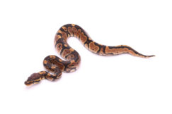 Africa import dinker ball python for sale
