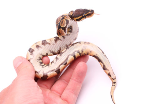 Africa import dinker ball python for sale