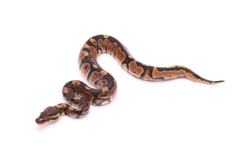 Africa import dinker ball python for sale