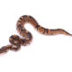 Africa import dinker ball python for sale