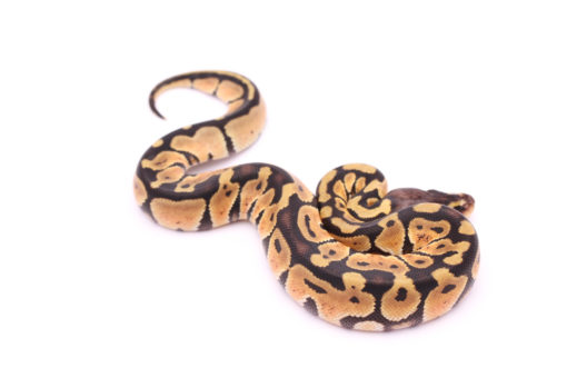 Africa import dinker ball python for sale