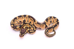 Africa import dinker ball python for sale