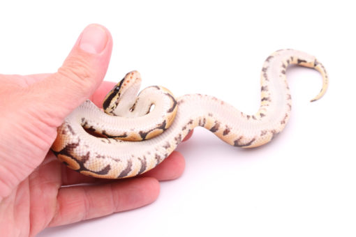 Africa import dinker ball python for sale