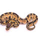 Africa import dinker ball python for sale