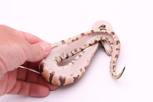 Africa import dinker ball python for sale