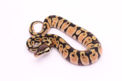 Africa import dinker ball python for sale