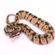Africa import dinker ball python for sale