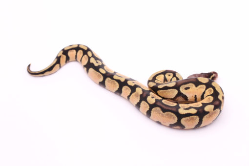 Africa import dinker ball python for sale