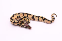 Africa import dinker ball python for sale